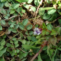 Torenia crustacea (L.) Cham. & Schltdl.